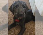 Small #2 Black Mouth Cur-Poodle (Standard) Mix