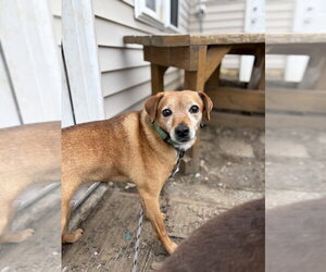 Nicky - Male Mutt Dog for Adoption - Photo #4