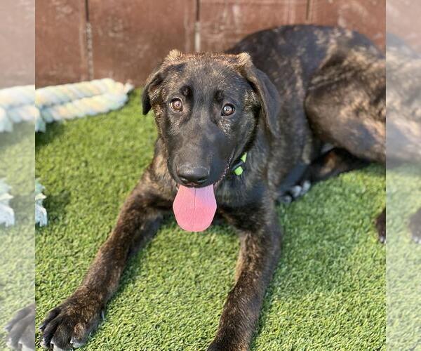 Medium Photo #3 Labrador Retriever-Unknown Mix Puppy For Sale in San Diego, CA, USA