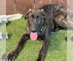 Small #2 Labrador Retriever Mix