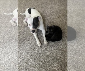 American Pit Bull Terrier-Unknown Mix Dogs for adoption in Hinckley, IL, USA