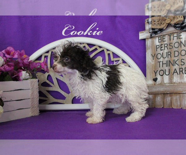 Medium Photo #7 Poodle (Toy) Puppy For Sale in CHANUTE, KS, USA