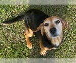 Small #4 Beagle