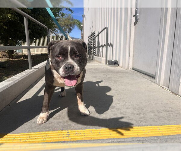 Medium Photo #1 Mutt Puppy For Sale in Corona, CA, USA