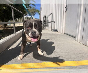 Mutt Dogs for adoption in Corona, CA, USA