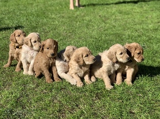 Goldendoodle Puppy for sale in MARBLE FALLS, TX, USA
