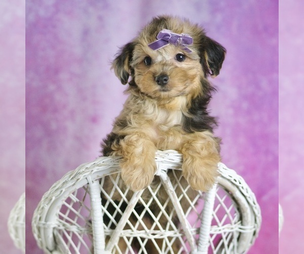 Medium Photo #2 Yorkipoo Puppy For Sale in WARSAW, IN, USA