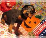 Small #1 Doberman Pinscher