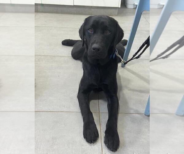 Medium Photo #1 Labrador Retriever Puppy For Sale in PLANO, TX, USA