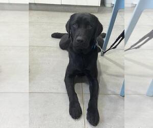 Mother of the Labrador Retriever puppies born on 02/23/2025