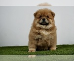 Small #6 Chow Chow