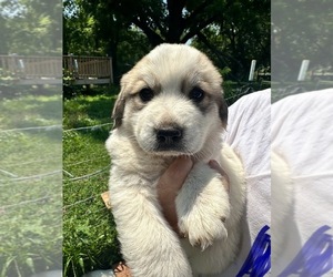 Great Pyrenees Puppy for sale in DILLWYN, VA, USA