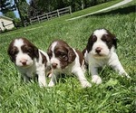 Small #1 English Springer Spaniel