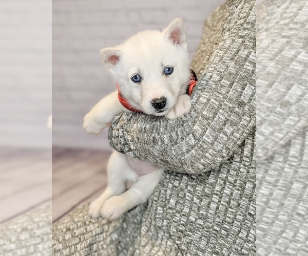 Medium Photo #5 Siberian Husky Puppy For Sale in NORTH LAWRENCE, OH, USA