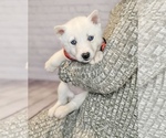 Small Photo #5 Siberian Husky Puppy For Sale in NORTH LAWRENCE, OH, USA