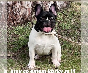 French Bulldog Puppy for sale in VICTORVILLE, CA, USA