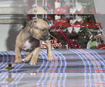 Small #3 American Bully