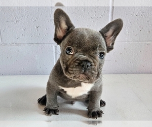 French Bulldog Puppy for sale in PROVIDENCE, RI, USA