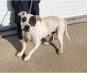Bulldog-Unknown Mix Dogs for adoption in Louisville, KY, USA