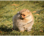 Small Photo #2 Pomeranian Puppy For Sale in Chisinau, Chisinau Municipality, Moldova