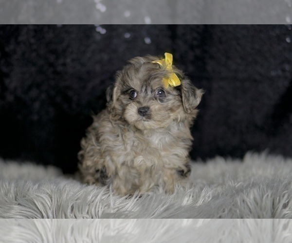 Medium Photo #4 YorkiePoo Puppy For Sale in WARSAW, IN, USA