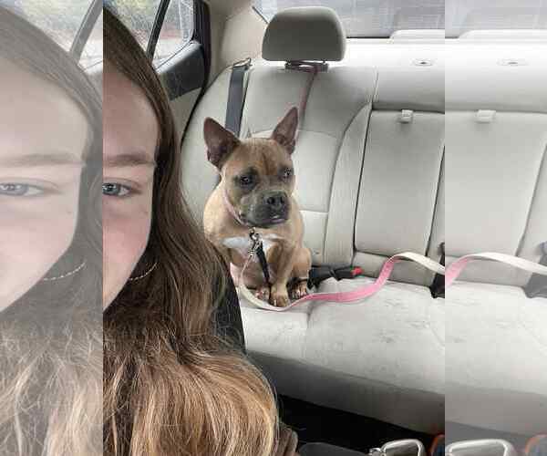 Medium Photo #5 American French Bull Terrier Puppy For Sale in Holly Springs, NC, USA