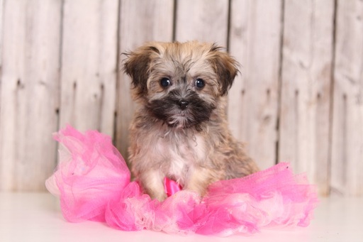 Medium Photo #1 Havanese Puppy For Sale in MOUNT VERNON, OH, USA