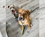 Small #10 Black Mouth Cur-Labrador Retriever Mix