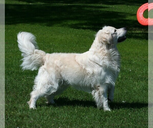 Medium Photo #1 English Cream Golden Retriever Puppy For Sale in MARSHFIELD, WI, USA