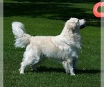 Image preview for Ad Listing. Nickname: Litter of 10