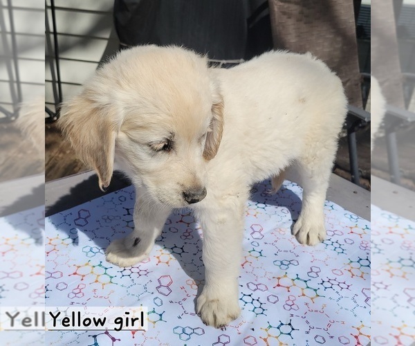 Medium Photo #2 English Cream Golden Retriever Puppy For Sale in BROOKS, KY, USA