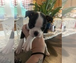 Small Boston Terrier