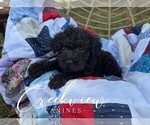 Small #3 Schnoodle (Miniature)