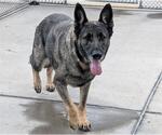 Small German Shepherd Dog Mix