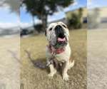 Small #1 Bulldog