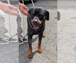 Small #1 Rottweiler