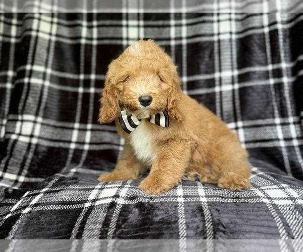 Medium Photo #6 Cock-A-Poo Puppy For Sale in LAKELAND, FL, USA