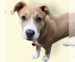 Small #4 Mutt