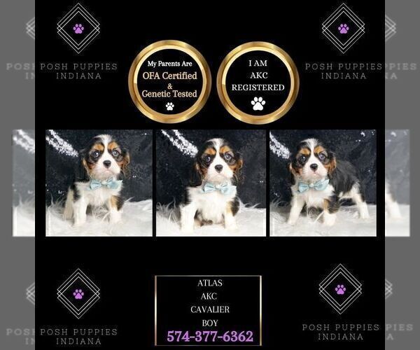 Medium Photo #30 Cavalier King Charles Spaniel Puppy For Sale in WARSAW, IN, USA
