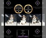 Small #1 Cavalier King Charles Spaniel