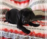 Small Photo #112 Labrador Retriever Puppy For Sale in MERIDEN, KS, USA