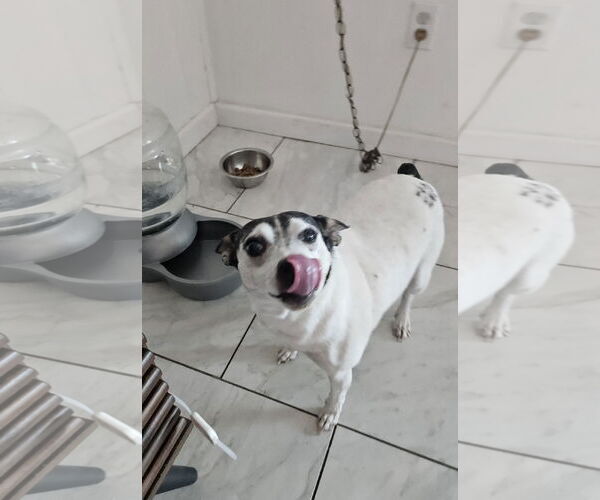 Medium Photo #1 Rat Terrier Puppy For Sale in Chandler, AZ, USA