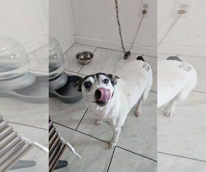 Medium Rat Terrier