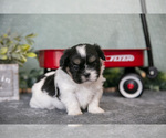 Small #1 Shih Tzu