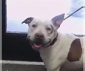 Chihuahua-Unknown Mix Dogs for adoption in Tulsa, OK, USA