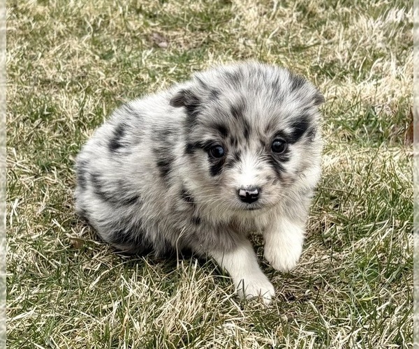 Medium Photo #6 Miniature Australian Shepherd Puppy For Sale in FAIR HAVEN, MI, USA