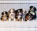 Small Photo #2 Miniature Australian Shepherd Puppy For Sale in REBERSBURG, PA, USA
