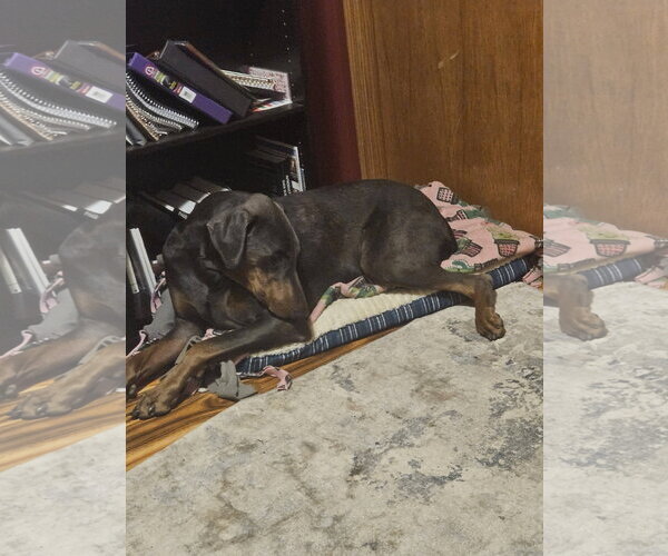Medium Photo #3 Doberman Pinscher Puppy For Sale in Buffalo, MN, USA