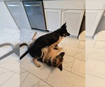 Small #9 German Shepherd Dog