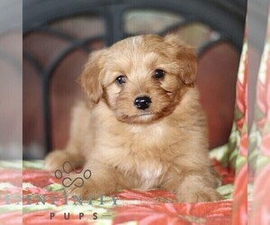 Jack-A-Poo Puppy for sale in KIRKWOOD, PA, USA